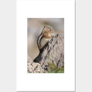 Cascade golden-mantled ground squirrel Posters and Art